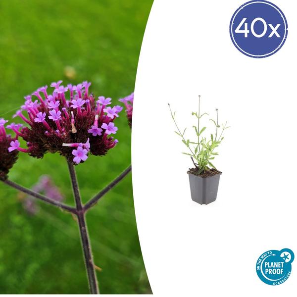 IJzerhard (Verbena Bonariensis) 'Lollipop'