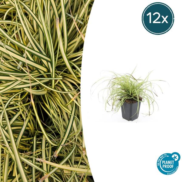Zegge (Carex oshimensis) 'Evergold'