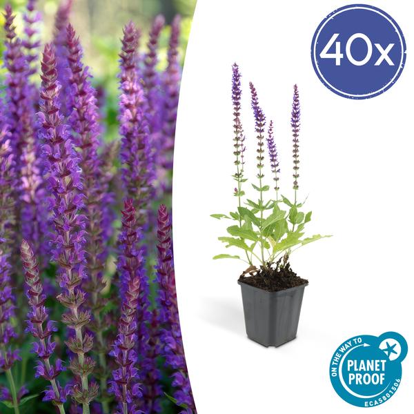 Bossalie (Salvia Nemerosa) 'Ostfriesland'