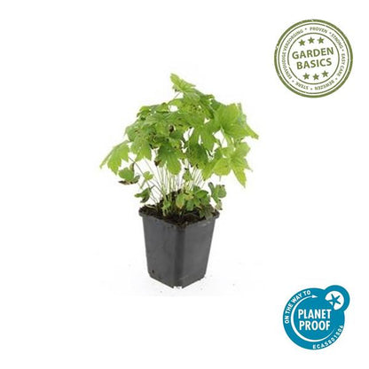 Ooievaarsbek (Geranium nodosum)
