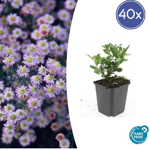 Aster ageratoides 'Stardust'
