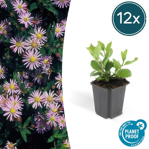 Aster ageratoides 'Asran'