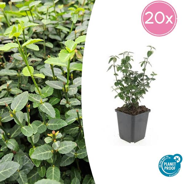 Kardinaalsmuts (Euonymus fortunei radicans)