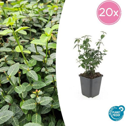 Kardinaalsmuts (Euonymus fortunei radicans)