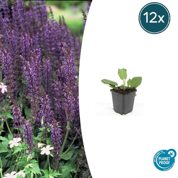 Bossalie (Salvia Nemorosa) 'Mainacht'