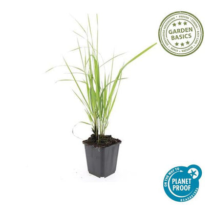 Struisriet (Calamagrostis acutiflora) 'Karl Foerster'