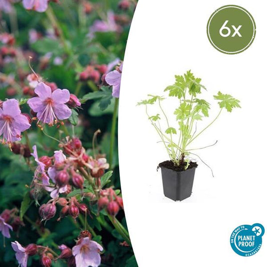 Ooievaarsbek (Geranium macrorrhizum)