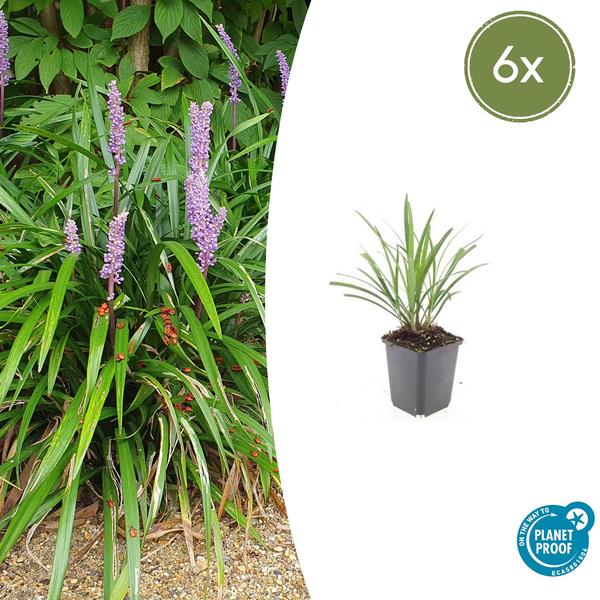 Leliegras (Liriope muscari) 'Ingwersen'
