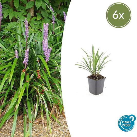 Leliegras (Liriope muscari) 'Ingwersen'