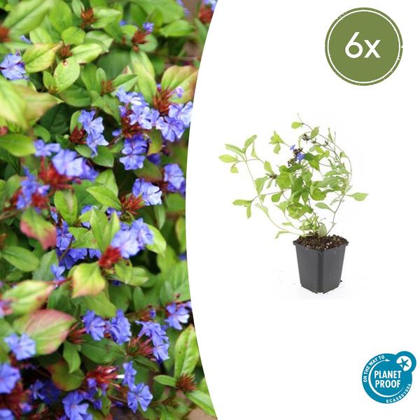 Loodkruid (Ceratostigma plumbaginoides)