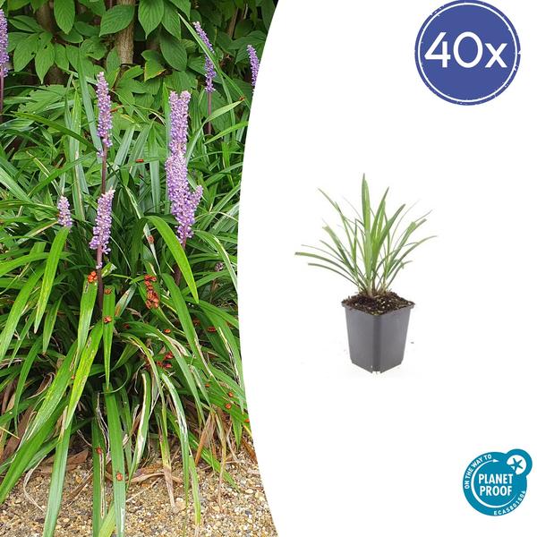 Leliegras (Liriope muscari) 'Ingwersen'