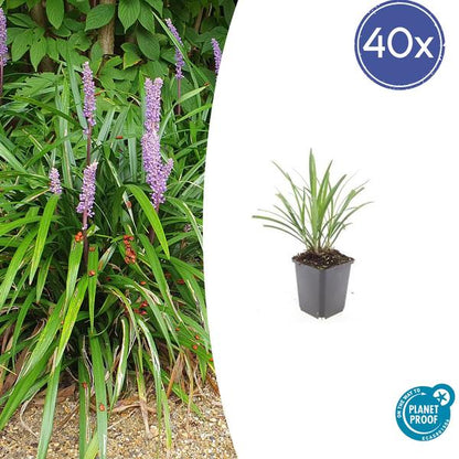 Leliegras (Liriope muscari) 'Ingwersen'