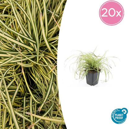 Zegge (Carex oshimensis) 'Evergold'
