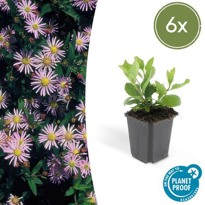 Aster ageratoides 'Asran'