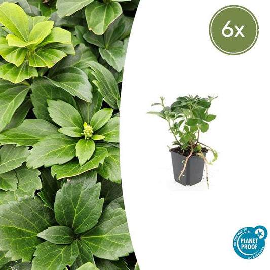 Dikkemanskruid (Pachysandra terminalis)