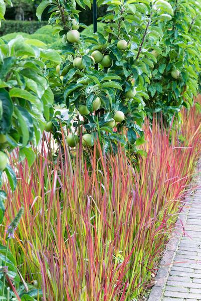 Japans Bloedgras (Imperata cylindrica) 'Red Baron'