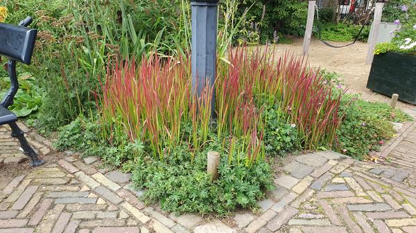 Japans Bloedgras (Imperata cylindrica) 'Red Baron'