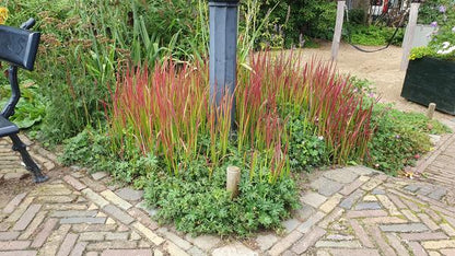 Japans Bloedgras (Imperata cylindrica) 'Red Baron'