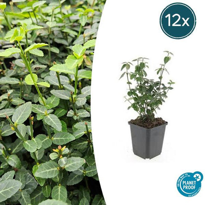 Kardinaalsmuts (Euonymus fortunei radicans)
