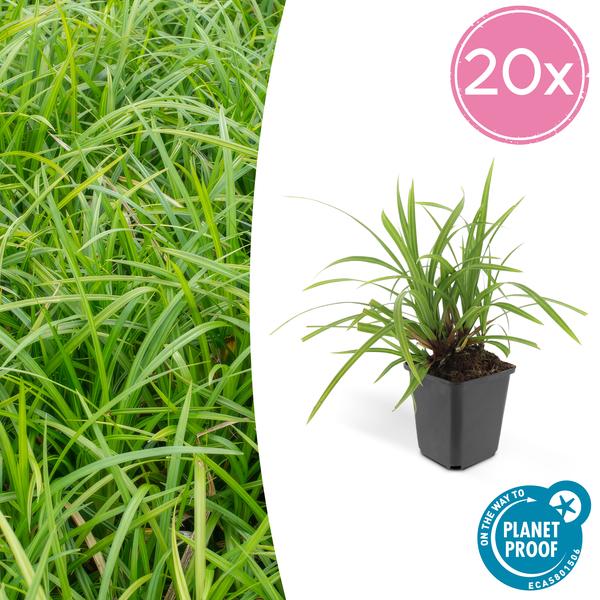 Zegge (Carex morrowii) 'Irish Green'