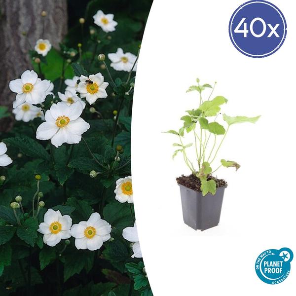 Annemoon (Anemone hybrida) 'Honorine Jobert'