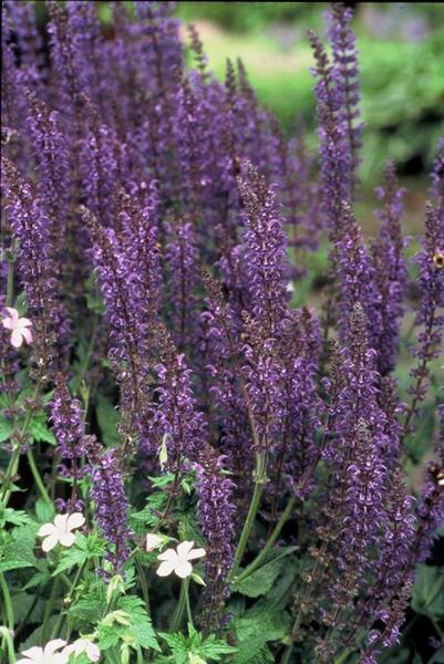 Bossalie (Salvia Nemorosa) 'Mainacht'