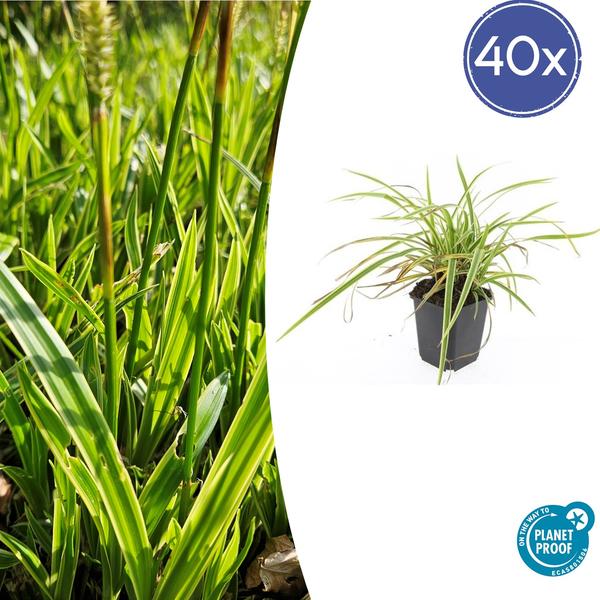 Zegge (Carex morrowii) 'Aureovariegata'