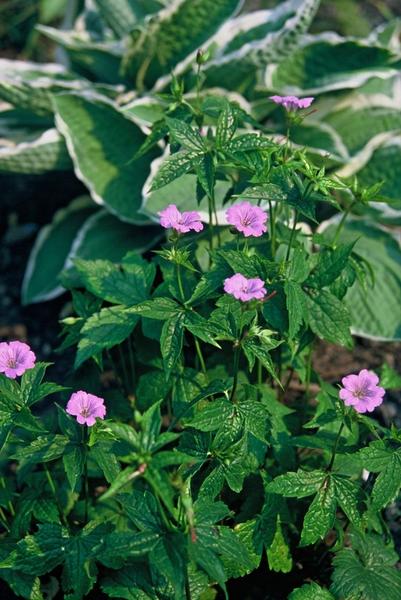 Ooievaarsbek (Geranium nodosum)