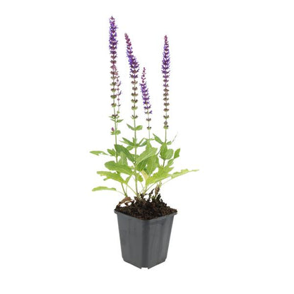 Bossalie (Salvia Nemerosa) 'Ostfriesland'