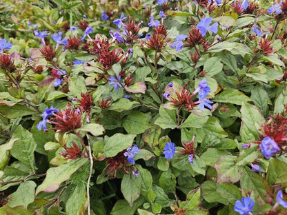Loodkruid (Ceratostigma plumbaginoides)