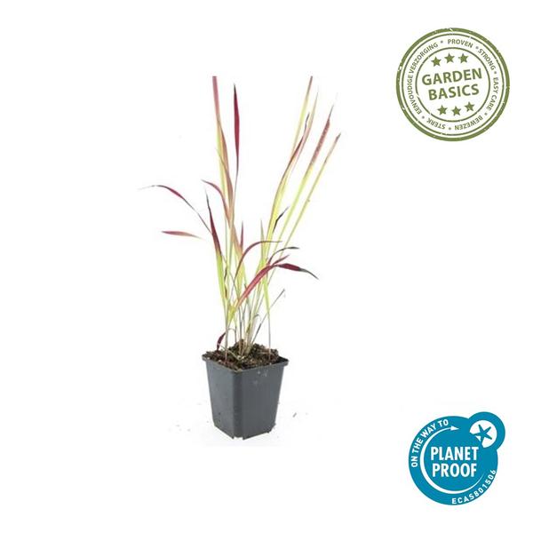 Japans Bloedgras (Imperata cylindrica) 'Red Baron'