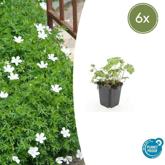 Ooievaarsbek (Geranium sanguineum) 'Album'
