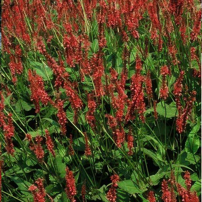 Duizendknoop (Persicaria amplexicaulis)