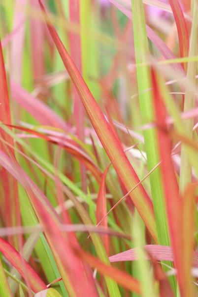 Japans Bloedgras (Imperata cylindrica) 'Red Baron'
