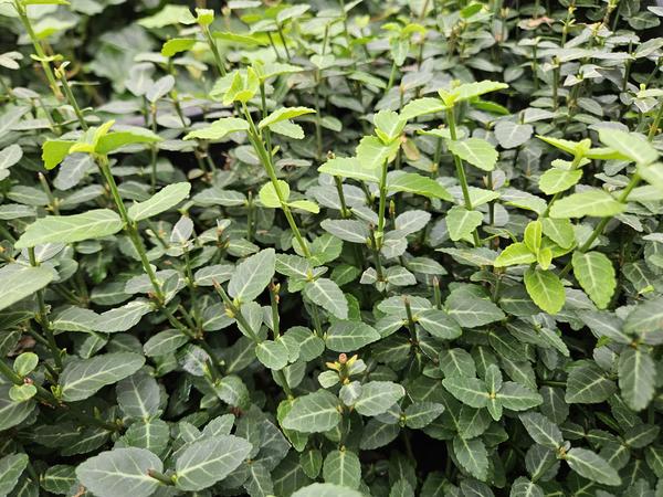 Kardinaalsmuts (Euonymus fortunei radicans)