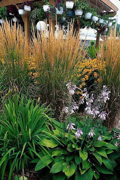 Struisriet (Calamagrostis acutiflora) 'Karl Foerster'
