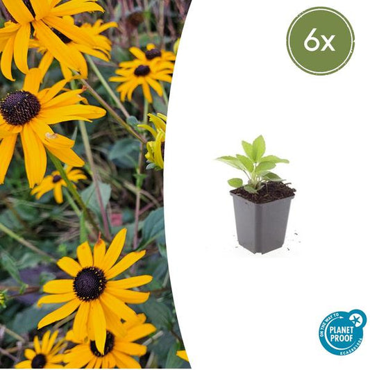 Zonnehoed (Rudbeckia Fulgida) 'Goldsturm'
