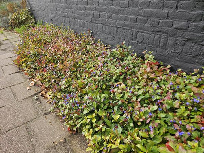 Loodkruid (Ceratostigma plumbaginoides)