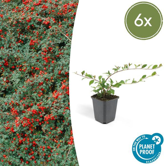Dwergmispel (Cotoneaster dammeri) 'Major'