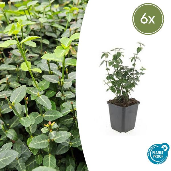 Kardinaalsmuts (Euonymus fortunei radicans)