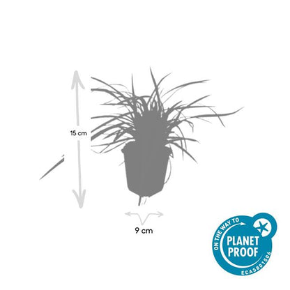 Zegge (Carex morrowii) 'Aureovariegata'
