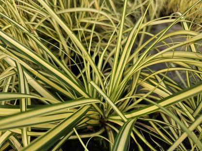 Zegge (Carex oshimensis) 'Evergold'