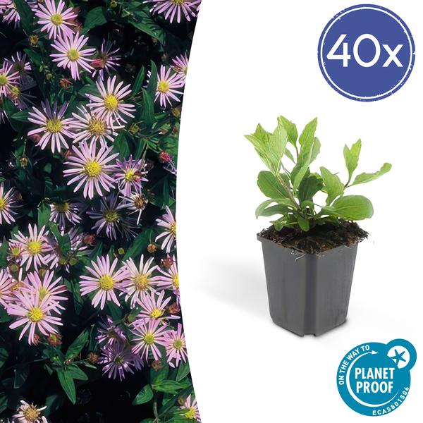 Aster ageratoides 'Asran'