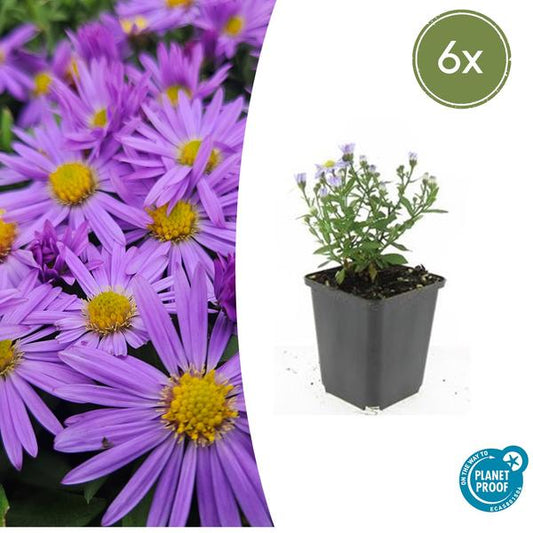 Aster 'Professor Anton Kippenberg'