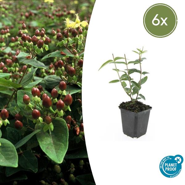 Hertshooi (Hypericum inodorum)