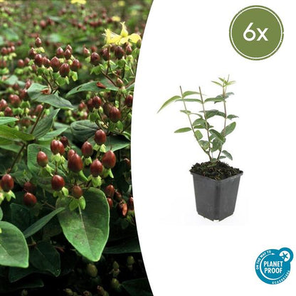Hertshooi (Hypericum inodorum)