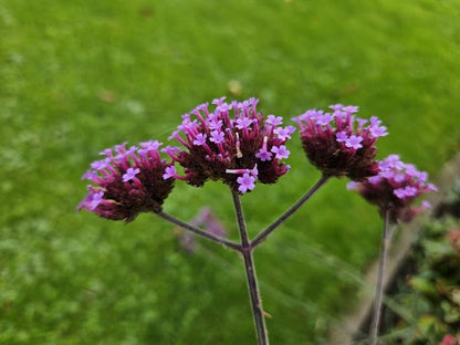 IJzerhard (Verbena Bonariensis) 'Lollipop'