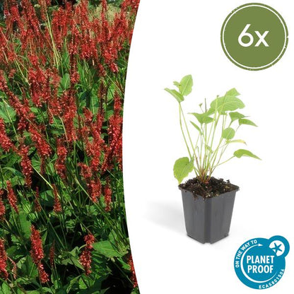 Duizendknoop (Persicaria amplexicaulis)