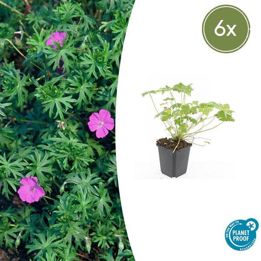 Ooievaarsbek (Geranium) 'Tiny Monster'