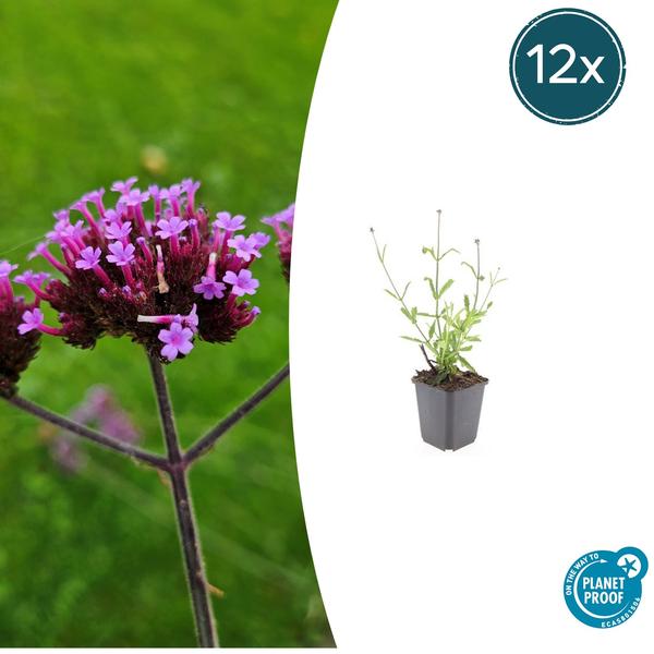 IJzerhard (Verbena Bonariensis) 'Lollipop'